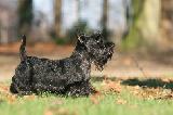 SCOTTISH TERRIER